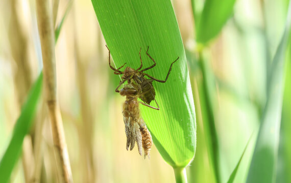 A rare Downy Emerald  Dragonfly (Cordulia aenea) emerging from its exuvium in the reeds at the edge of a pond.