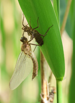 A rare Downy Emerald  Dragonfly (Cordulia aenea) emerging from its exuvium in the reeds at the edge of a pond.