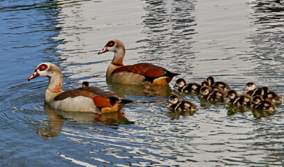 Nilgans-Familie © Martina Berg