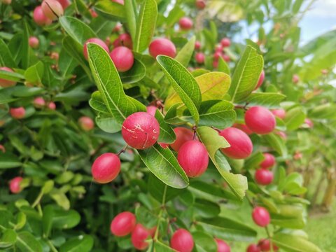 Carissa carandas in red fruit on tree
