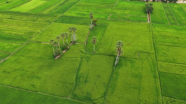 Beautiful rice fields next to limestone mountains in Kampot, Cambodia