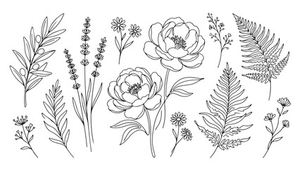 Minimalist botanical line art collection, hand drawn floral sketches with peonies and lavender, elegant wildflower and fern leaf vector set © Dream Time Studio