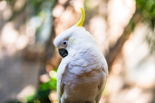 A cockatoo sits on a branch with its head turned, surrounded by green foliage