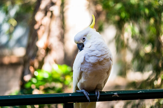 Cockatoo stands on a railing surrounded by trees in a sunny outdoor area