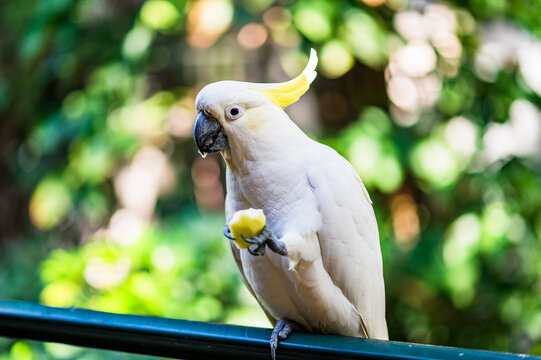 Cockatoo enjoys a piece of food while standing on a railing surrounded by green foliage