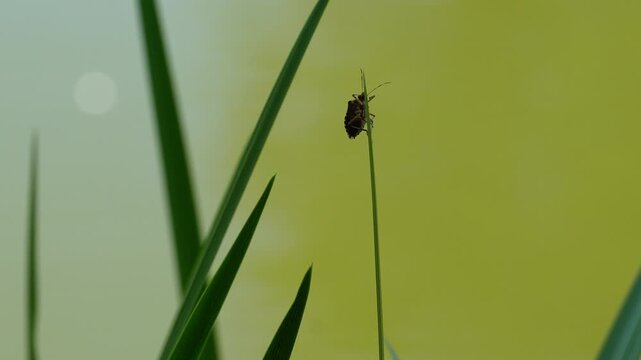 A stink bug on a grass flying away