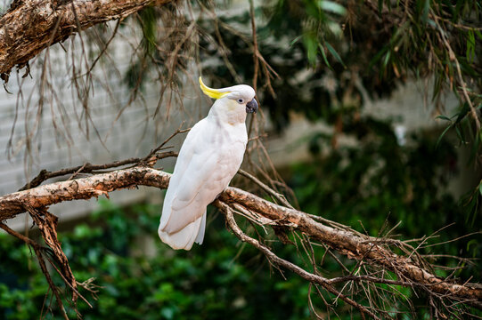Cockatoo sits quietly on a branch among trees in a natural setting