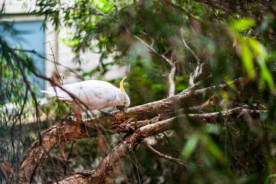 Cockatoo searches for food on a low branch surrounded by foliage in Sydney