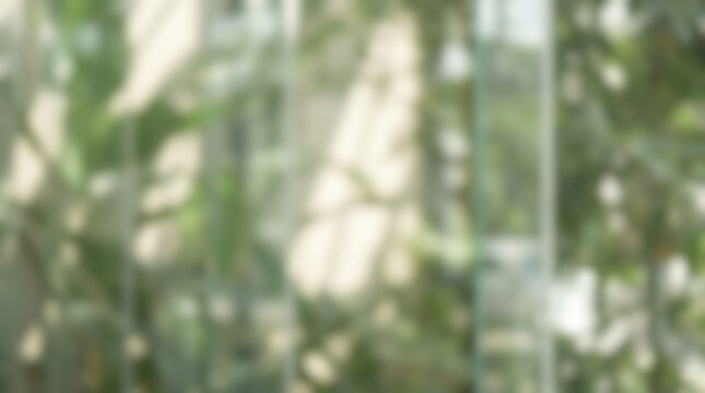 blurred defocussed background of fresh green tropical plant leaves foliage behind window glass, showing soft morning sunlight reflection and tree shadows pattern texture, calm mood