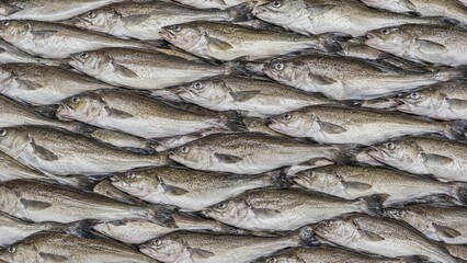 Obraz premium Haddock Fish Background. Fish Background. Generative Ai
