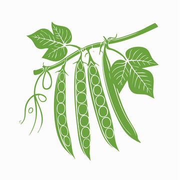 Green pea pods on a vine with leaves, illustration