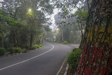 Obraz premium Quiet winding road surrounded by lush trees and soft morning mist, creating a peaceful atmospheric and liminal outdoor scene.
