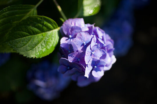 Beautiful purple hydrangea flower illuminated by soft sunlight against a dark shadow background