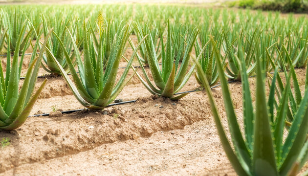 Aloe vera plantation