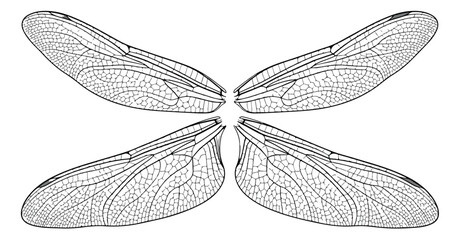 Detailed dragonfly wings vector illustration, black and white insect wing line art, botanical sketch of transparent wings with vein patterns © Shahzad