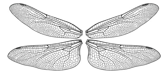 Detailed dragonfly wings vector illustration, black and white insect wing anatomy, realistic damselfly wing set for biological design and scientific art © Shahzad