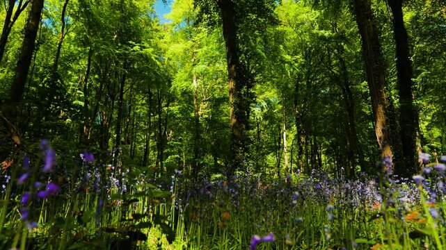 Sunlight filtering through Moore Abbey Woods forest illuminating wild bluebells with a gentle breeze and falling catkins
