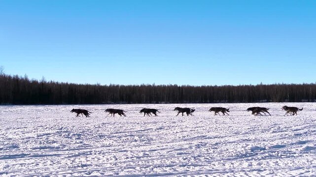 wide shot of musher and dog team running the iditarod