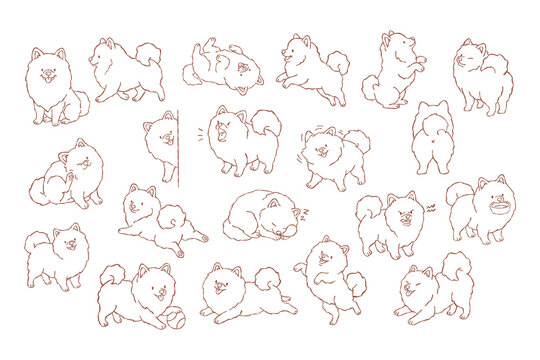 Dog puppy pomeranian illustration line drawing set pose cute dog puppy pomeranian illustration line drawing set with playful poses, sleeping