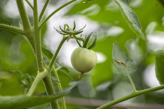 Young green tomato growing on the vine with soft bokeh background 