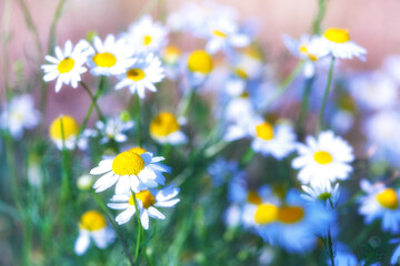 Fototapeta premium Nature background with spring flowers. Selective and soft focus. Close up.