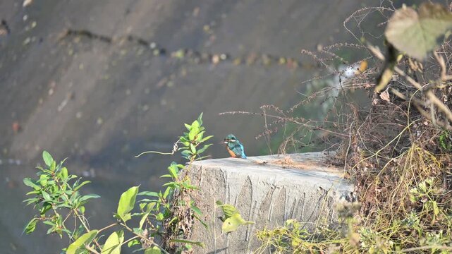 Common kingfisher or Alcedo atthis. Its common name is Eurasian kingfisher and river kingfisher. It is a small kingfisher. This is a small kingfisher, perched on the riverbank, waiting for its prey.