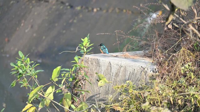 Common kingfisher or Alcedo atthis. Its common name is Eurasian kingfisher and river kingfisher. It is a small kingfisher. This is a small kingfisher, perched on the riverbank, waiting for its prey.