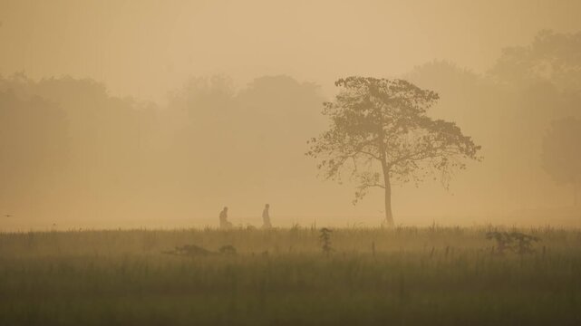 View of two people walking through a misty field past a solitary tree during a golden sunrise in Bogura, Rajshahi Division, Bangladesh.