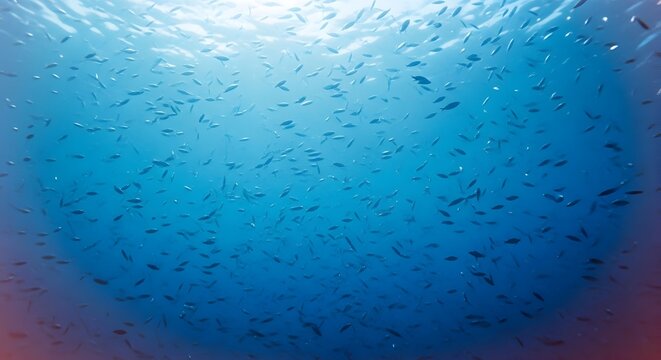 Large school of anthias fish in tropical coral reef environment underwater view