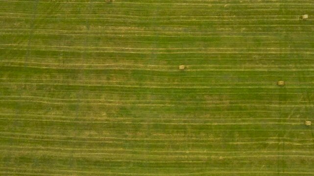 Stunning aerial top down perspective flying over a mowed green field with numerous round hay bales ready for collection after harvest