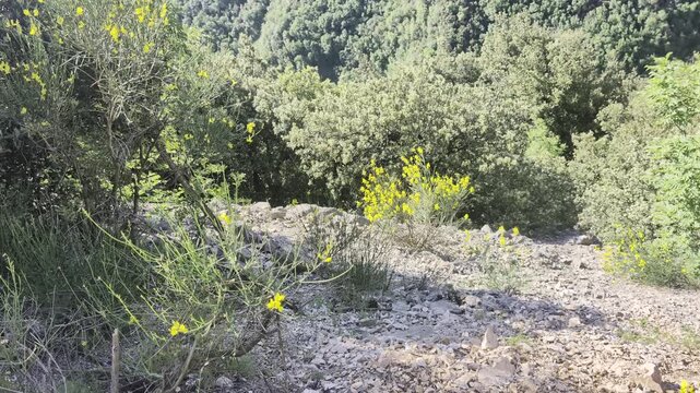 Pendio roccioso con arbusti verdi e fiori gialli, ai margini di un bosco. Atmosfera naturale, luminosa e spontanea