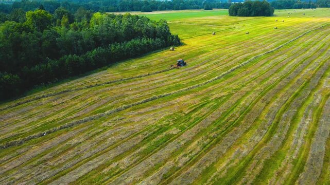 Farming tractor collecting freshly cut hay from a farm field. Agricultural machinery preparing food for animals for winter season