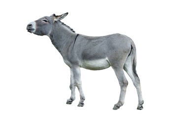 Fototapeta premium Grey donkey standing full body side view isolated on white background.