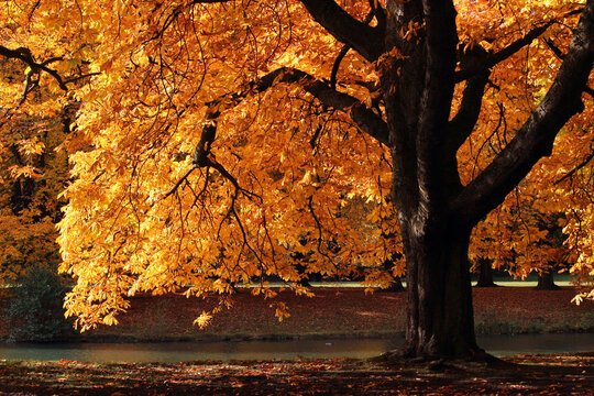 Herbstfarbe