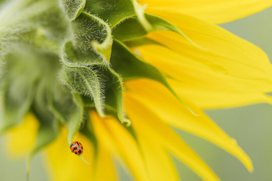 Close-up of a ladybug on a fuzzy sunflower head with bright yellow petals