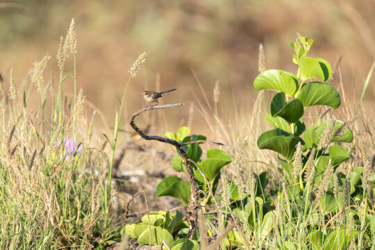 Small Australian bird resting on branch surrounded by green plants in grassy field