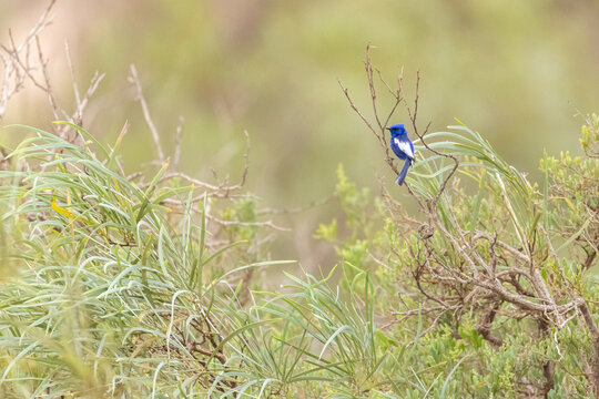 White-winged fairywren perched among dense green foliage
