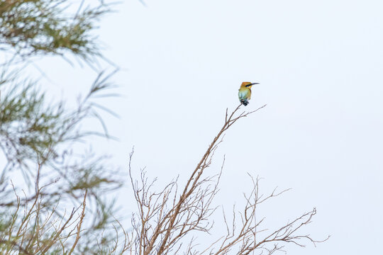Rainbow Bee-eater (Merops philippinus) resting on thin branch under pale sky
