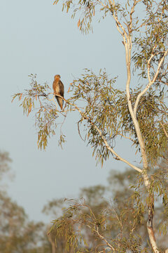 Whistling Kite (Haliastur sphenurus) resting on branches against clear sky