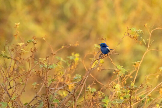 White-winged fairywren (Malurus leucopterus) perched among dry vegetation outdoors