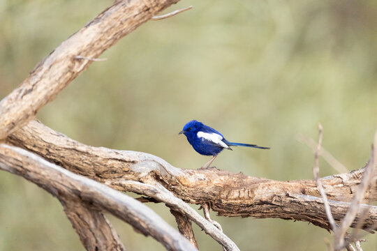 White-winged Fairywren perched on dry tree branch outdoors
