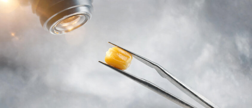 Tweezers hold a single corn kernel under a light source in a smoky laboratory setting for analysis and testing.