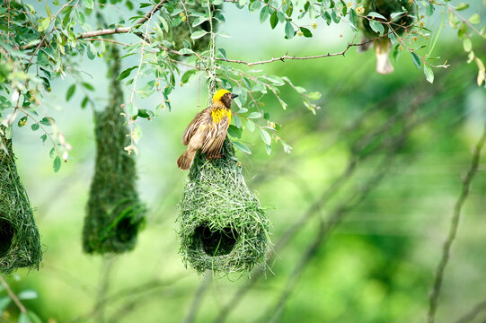 baya weaver bird nest on tree