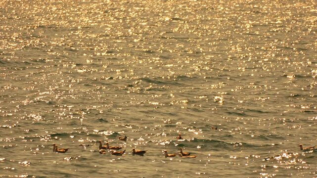 Seabirds golden ocean sparkling water during sunset with flock of wild ducks swimming and flapping wings