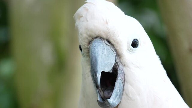 cacatua close up portrait looking at you