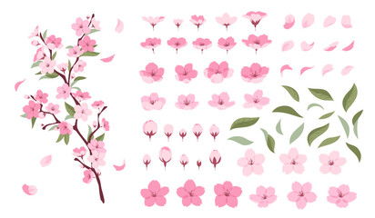 Obraz premium Sakura branch. Beautiful blooming tree, japanese cherry with pink flowers, delicate petals, twigs, leaves, different angles, spring botanical decoration tidy vector cartoon isolated set