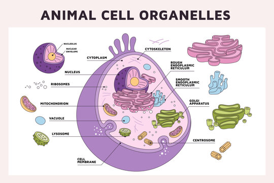 Animal cell organelles. Hyalo plasma, cellular structures, microsystem in section, medical or biological diagram, educational infographics banner and poster design, garish vector concept