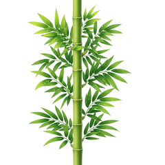 Fototapeta premium Single green bamboo stalk with lush pointed leaves and water droplets isolated on a solid black background, botanical