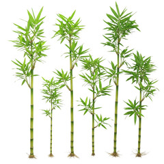 Fototapeta premium Six individual green bamboo stalks with leafy branches and visible root systems isolated on a solid black background
