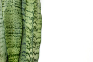 Fototapeta premium The background and texture of a close-up photo of mother-in-law's tongue leaf. Sansevieria (commonly known as Snake Plant or Mother-in-Law’s Tongue) is a genus of hardy, evergreen succulent plants nat